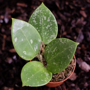 Hoya glabra 'Padang'