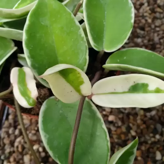 Hoya carnosa 'Krimson Queen' 12cm - image 2