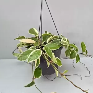 Hoya carnosa 'Krimson Queen' 19cm - image 2