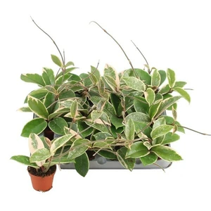 Hoya 'Krimson Queen Splash'