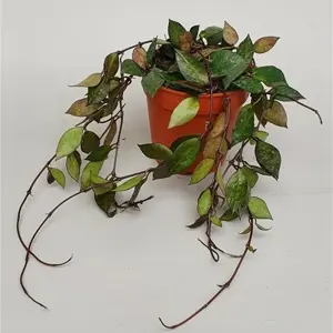 Hoya krohniana 'Black'