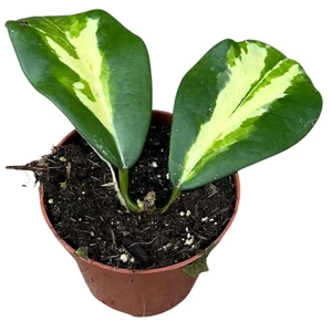 Hoya 'Maharani'