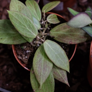 Hoya nicholsoniae