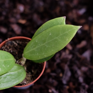 Hoya pallida sp. Bogor