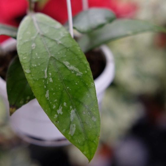 Hoya 'Puom Siam Ruby'