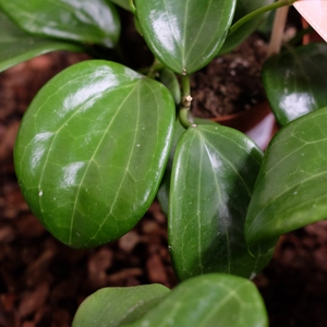 Hoya quinquenervia