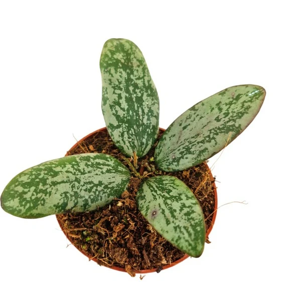 Hoya sigillatis silver