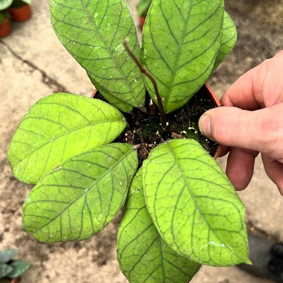 Hoya callistophylla sp. Sabah 10.5cm