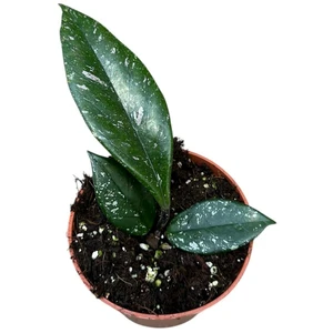 Hoya 'Stardust'