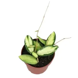 Hoya verticillata (Inner Variegated)