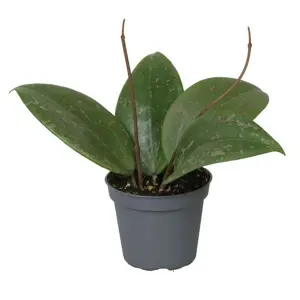 Hoya verticillata (wibergiae)