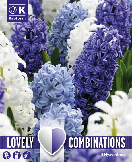 Hyacinth Blue & White Mix