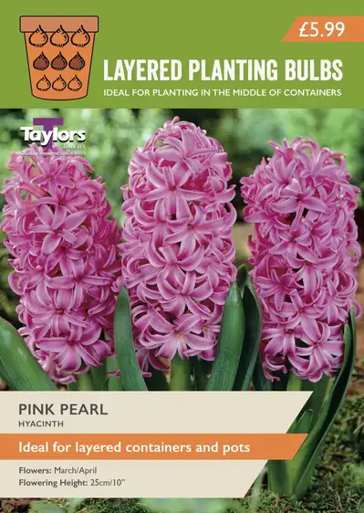 Hyacinth Pink Pearl