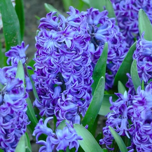 Hyacinthus 'Blue Pearl'