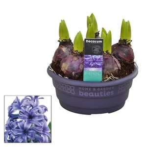 Hyacinthus orientalis 'Blue Pearl' 16cm Bowl