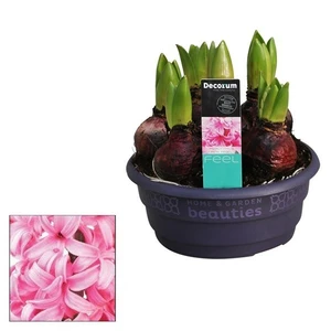 Hyacinthus orientalis 'Pink Pearl' 16cm Bowl