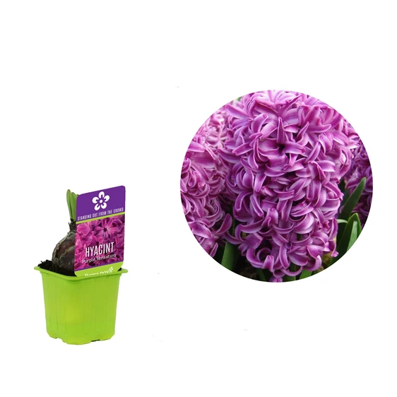 Hyacinthus orientalis 'Purple Sensation'