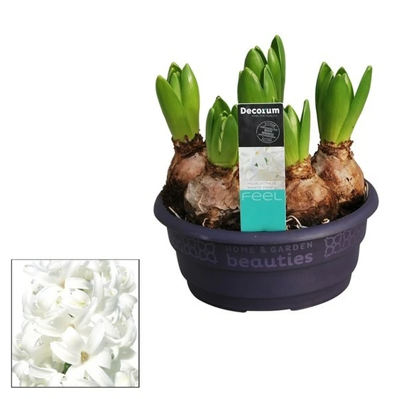 Hyacinthus orientalis  'White Pearl' 16cm Bowl