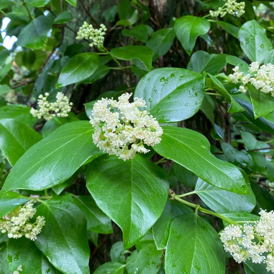 Hydrangea barbara 'Vickie' - image 1