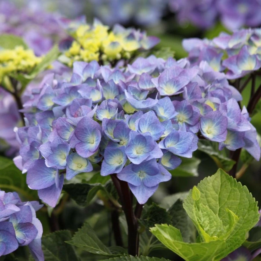 Hydrangea macrophylla 'Blacksteel Blue' - Cowell's Garden Centre ...