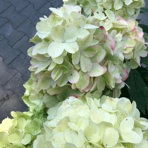 Hydrangea paniculata 'Bloody Marie' - image 2