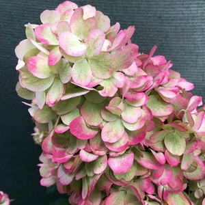 Hydrangea paniculata 'Bloody Marie' - image 3