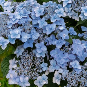 Hydrangea 'Bloombuster Blue'