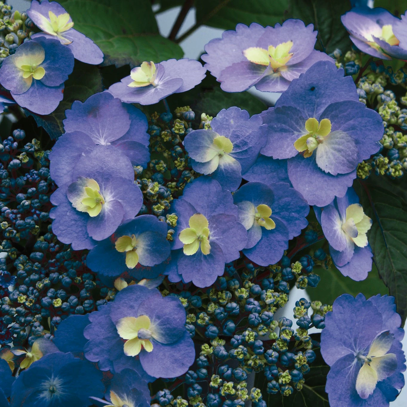 Image of Hydrangea Cheesecake