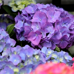 Hydrangea macrophylla 'Deep Ocean'