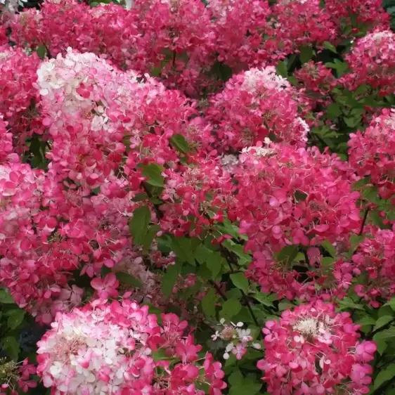 Hydrangea paniculata 'Diamond Rouge' 10L - image 1