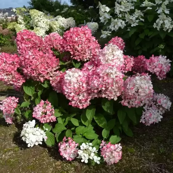 Hydrangea paniculata 'Diamond Rouge' 10L - image 2