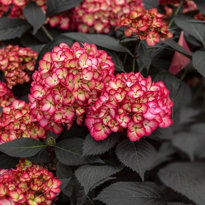 Hydrangea macrophylla 'Eclipse' - image 1