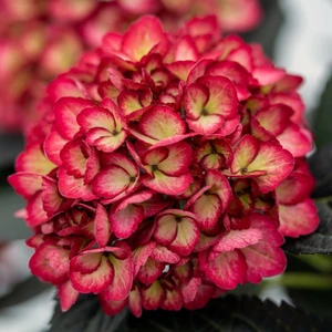 Hydrangea macrophylla 'Eclipse' - image 2