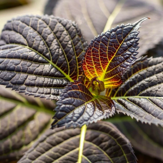 Hydrangea macrophylla 'Eclipse' - image 3