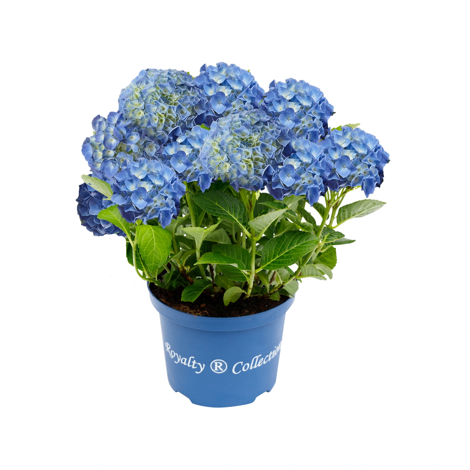 Hydrangea macrophylla 'Fabolo Blue' - Cowell's Garden Centre | Woolsington