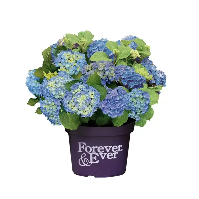 Hydrangea macrophylla 'Forever & Ever Blue' 5L - Cowell's Garden Centre ...