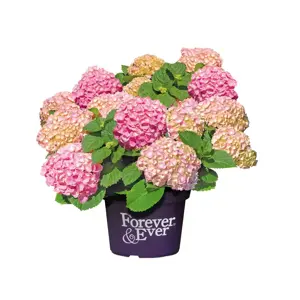 Hydrangea 'Forever & Ever Pink'