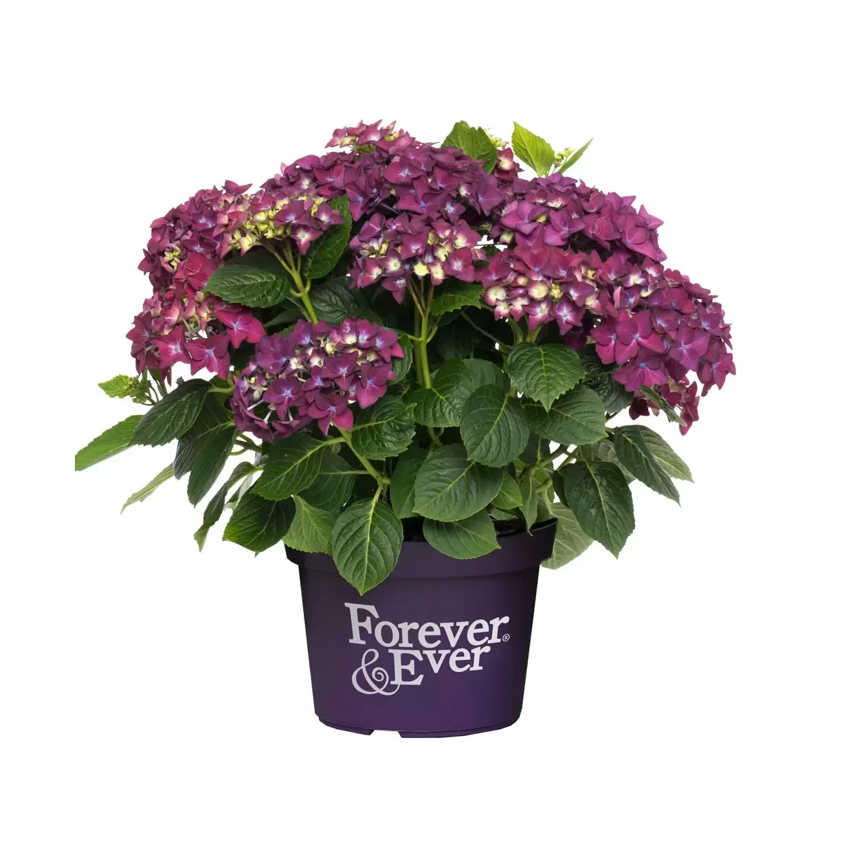 Hydrangea macrophylla 'Forever & Ever Purple' 5L - Cowell's Garden ...