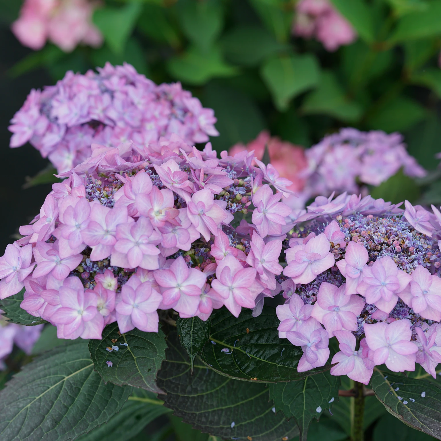 Hydrangea Flair & Flavours 'frozen Smoothie Blue' - Cowell's Garden 