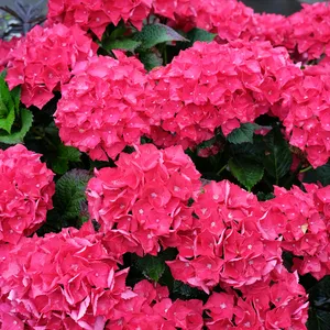 Hydrangea macrophylla 'Hot Red' 40L