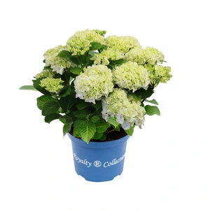 Hydrangea macrophylla 'Ice Girl' 5L