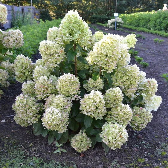 Picture - Hydrangea Gardenlights