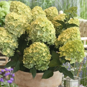 Picture - Hydrangea Gardenlights