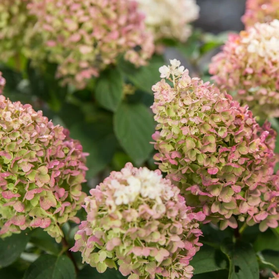 Hydrangea paniculata 'Little Hottie' - image 1