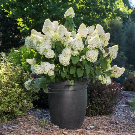 Hydrangea paniculata 'Little Hottie' - image 2