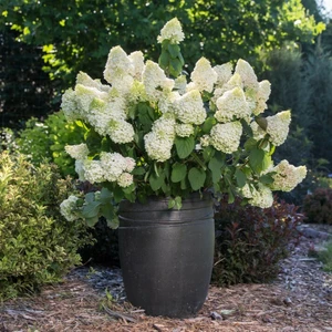 Hydrangea paniculata 'Little Hottie' - image 2