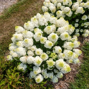 Hydrangea paniculata 'Little Hottie' - image 3