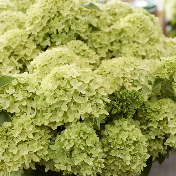 Hydrangea paniculata 'Living Little Apple' - image 1