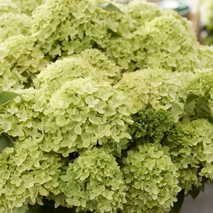 Hydrangea paniculata 'Living Little Apple' - image 1