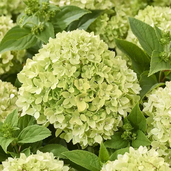 Hydrangea paniculata 'Living Little Apple' - image 2